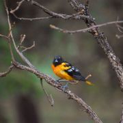 Bird.jpg Image
